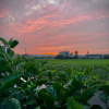 03_Green Field