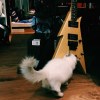 躺團 - Boogie